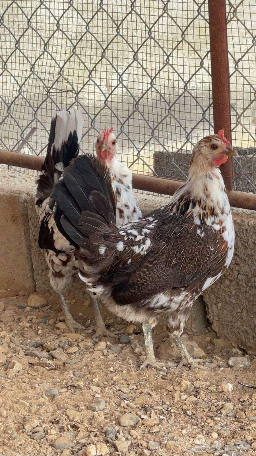 دجاج عربي ماكنتوش ( تم البيع )64616329741187111