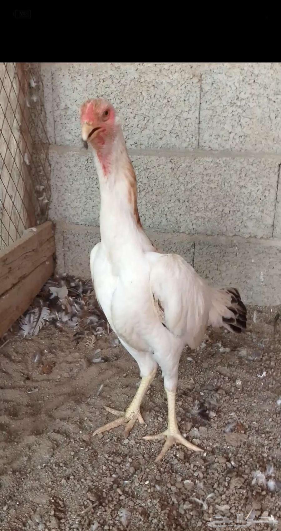 دجاجه شامو ياباني64609023922305113