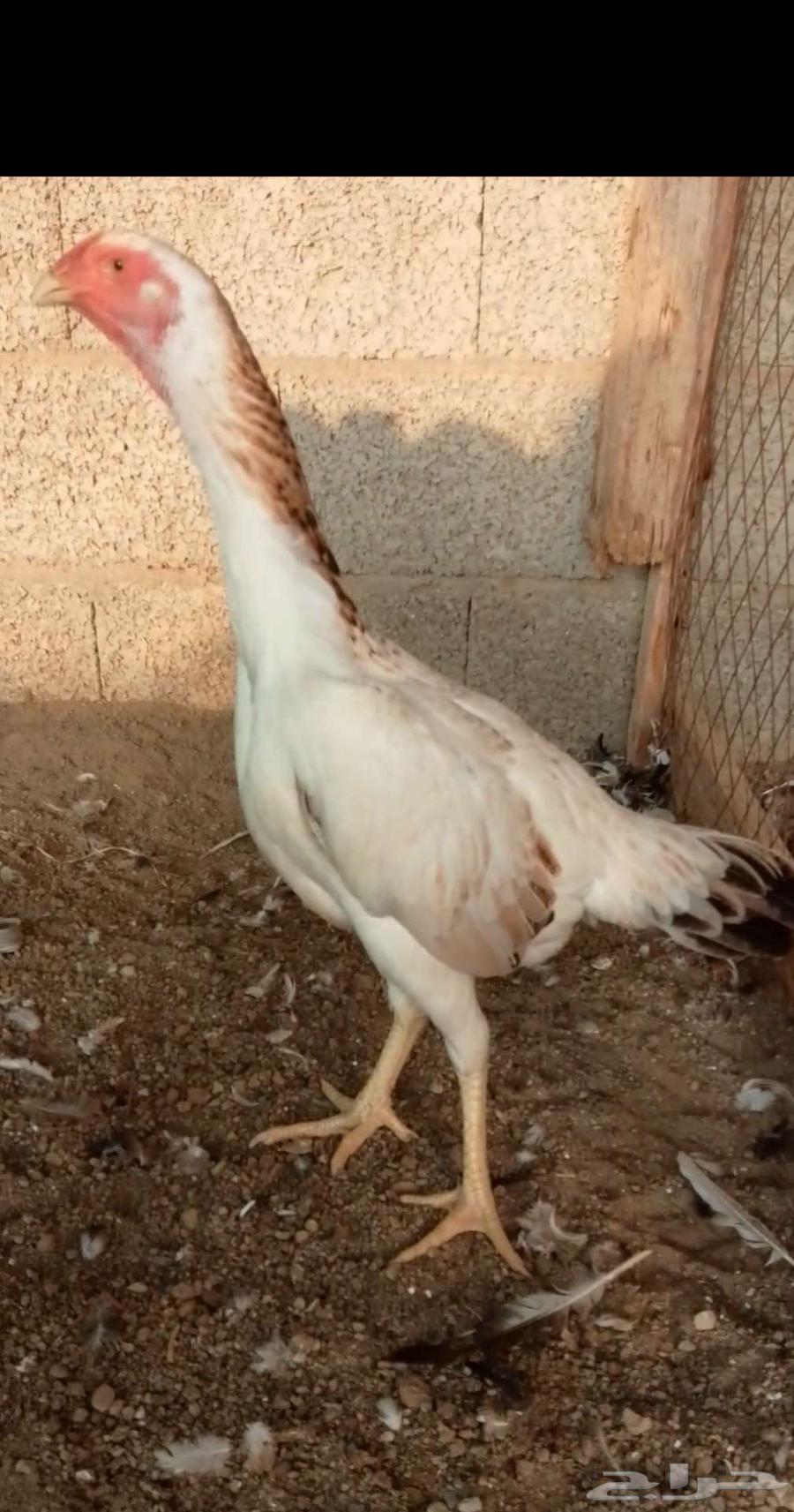 دجاجه شامو ياباني64609023922305112