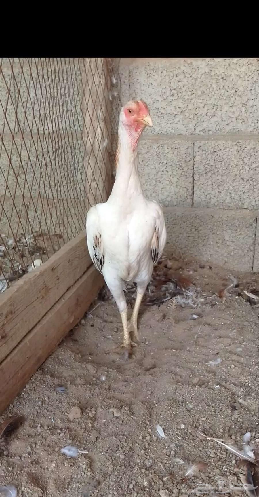 دجاجه شامو ياباني64609023922305111