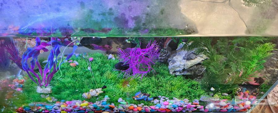 حوض سمك و طيور زيبرا64610803583105110