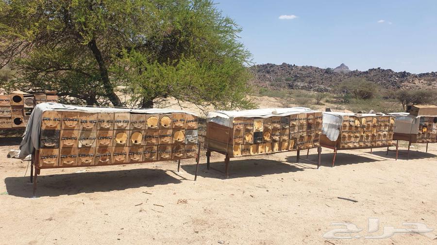 عسل نحل طبيعي على الشرط نجران حي الفهد64608554710145110