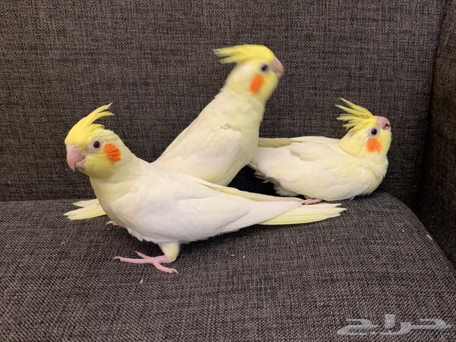 فروخ كروان كوكتيل لاتينو64612582687874111