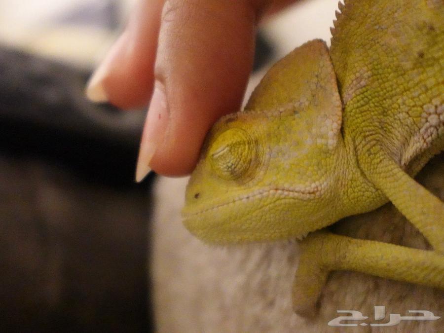 حرباء للبيع بالرياض64615250883585112