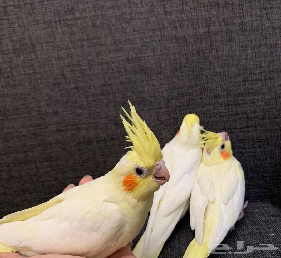 فروخ كروان كوكتيل لاتينو64612582687874110