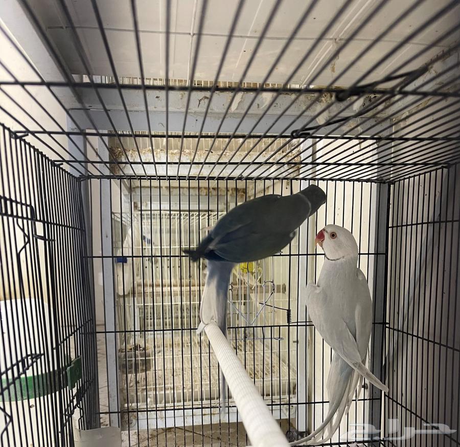 زوج درة هولندي64613777759106110