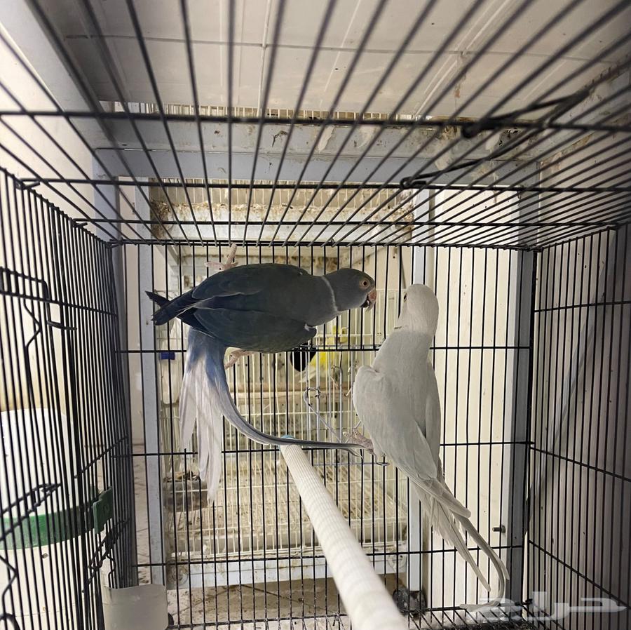 زوج درة هولندي64613777759106112