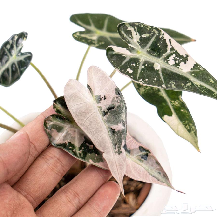 الوكاسيا بامبينو الوردي alocasia bambino pink من النوادر64616017694849111