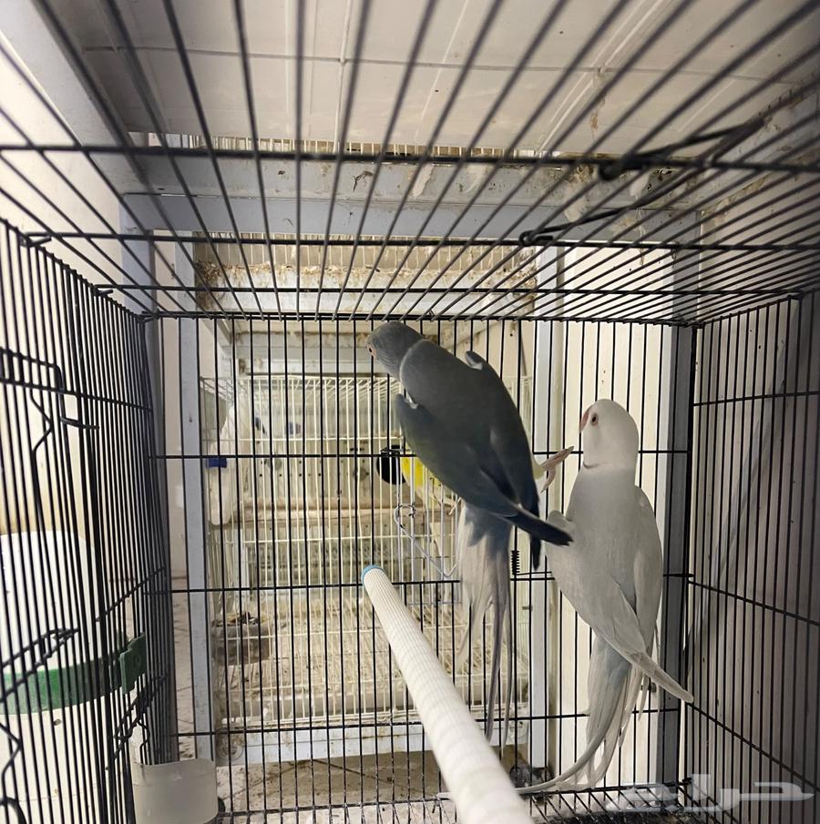 زوج درة هولندي64613777759106111