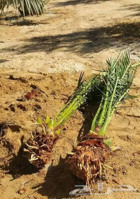 فسايل وفسيلة نخل برني فاخر وروثانة64618551943683110