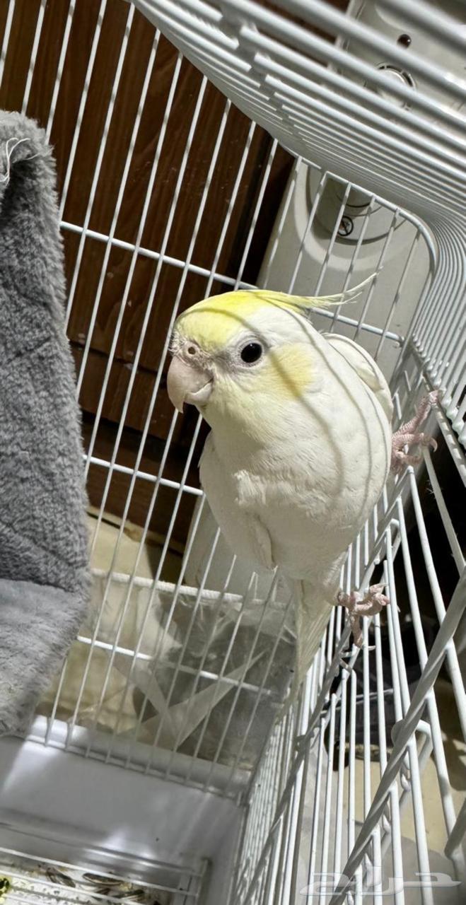 طير كروان البينو كريمي فيس صافي64620779894401113