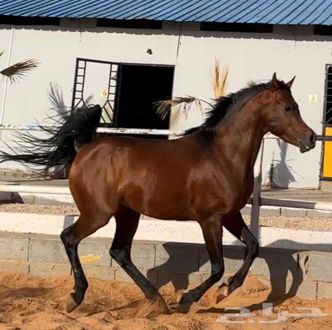 خيل واهو شيخ للبيع64516879312641111