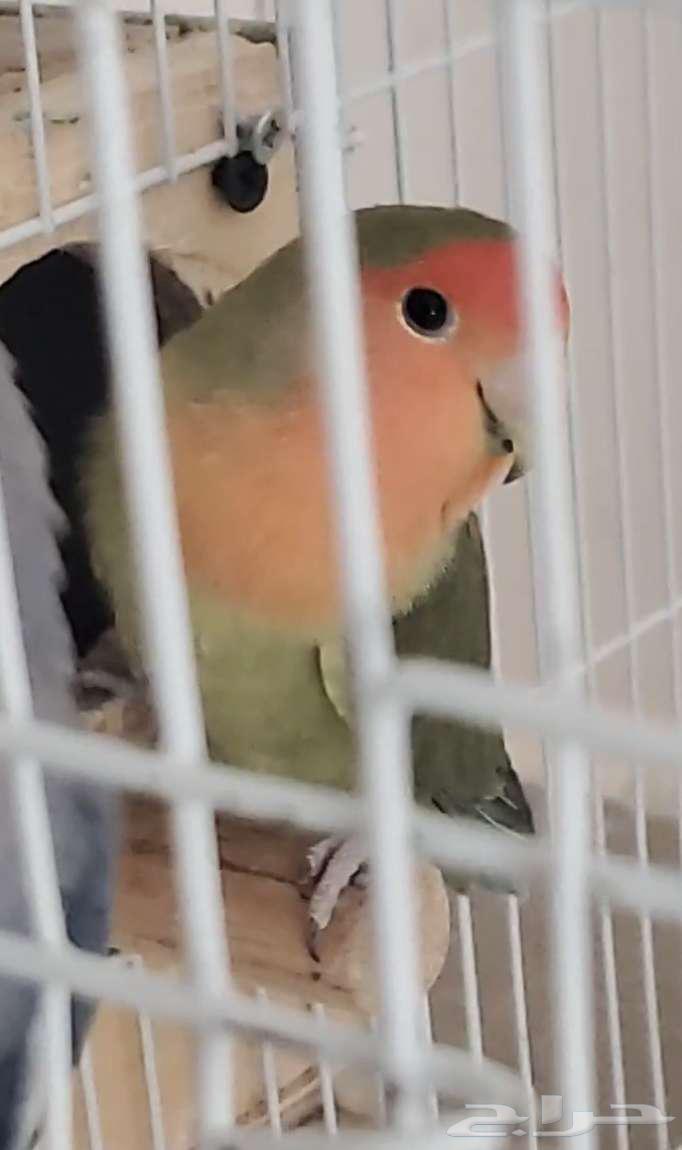 زوج روز سوبر سوبر سوبر جامبو64620154833794111