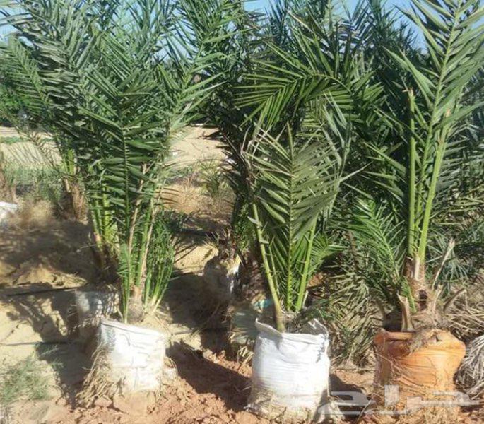 فسايل وفسيلة نخل برني فاخر وروثانة64618551943683111