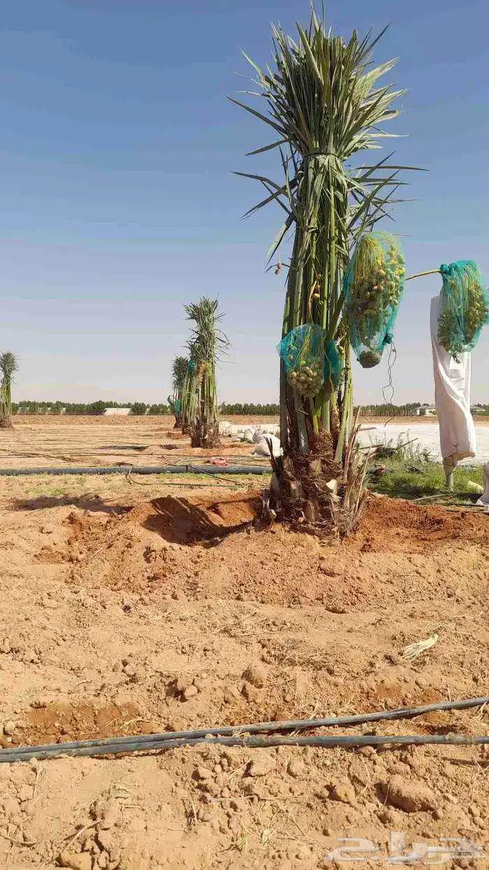 نخل عربي للبيع سكري اخلاص روثانه برحي صقعي مجدوله جثايث64619655326209113