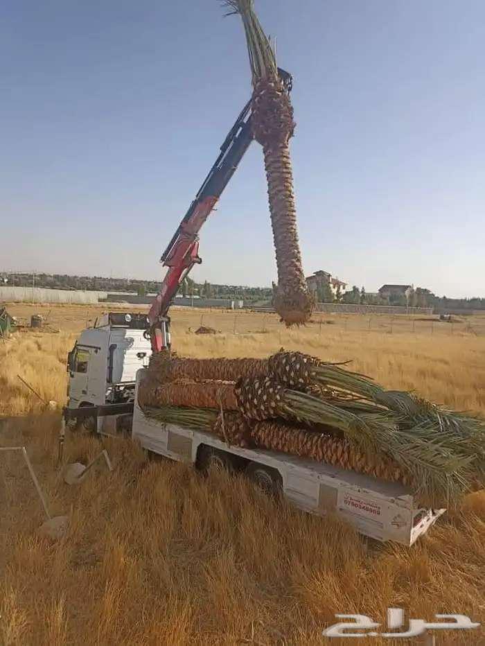 نخل عربي للبيع سكري اخلاص روثانه برحي صقعي مجدوله جثايث64619655326209110