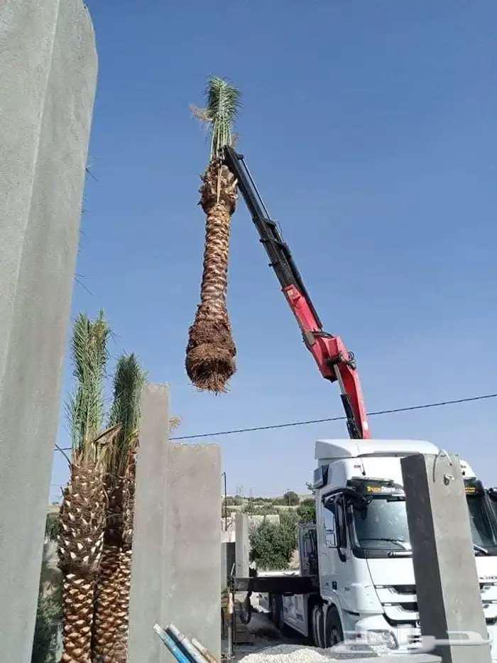 نخل عربي للبيع سكري اخلاص روثانه برحي صقعي مجدوله جثايث64619655326209112