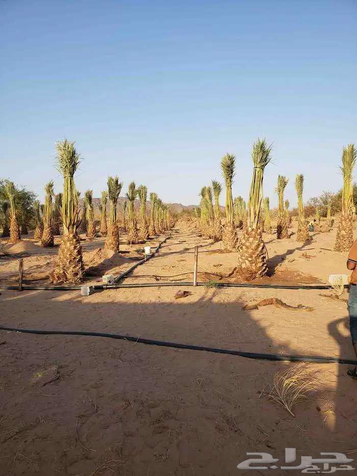 نخل عربي للبيع سكري اخلاص روثانه برحي صقعي مجدوله جثايث64619655326209114