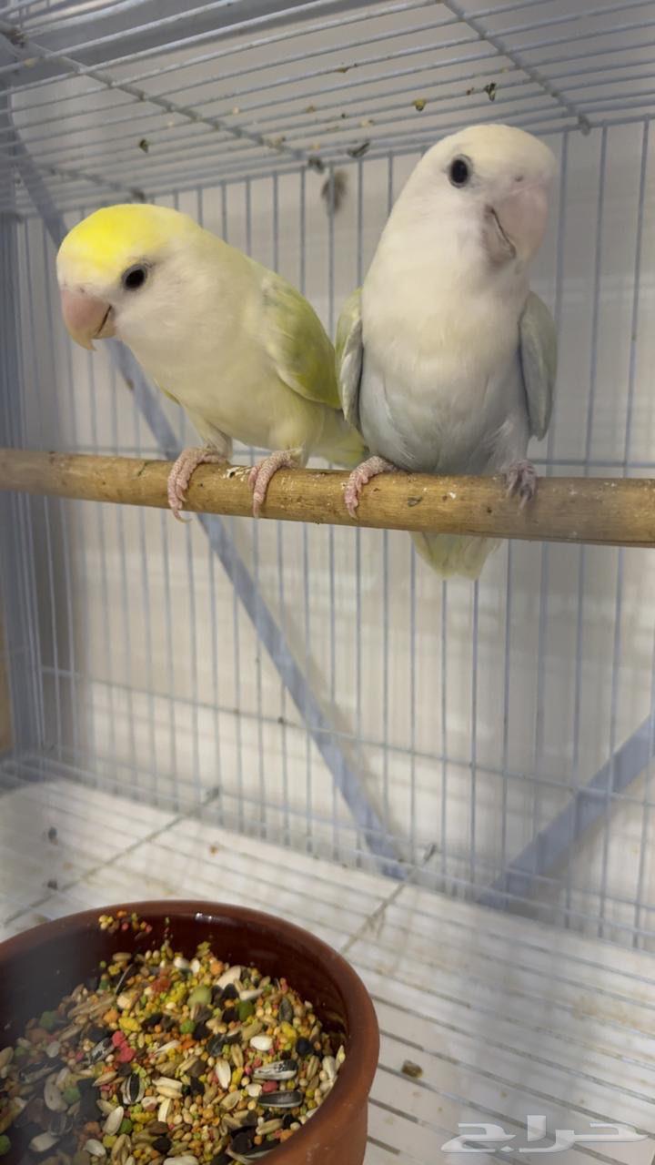 جوز روز منتج(تم البيع)64619892588803111