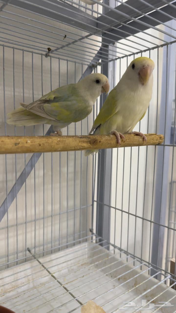 جوز روز منتج(تم البيع)64619892588803112