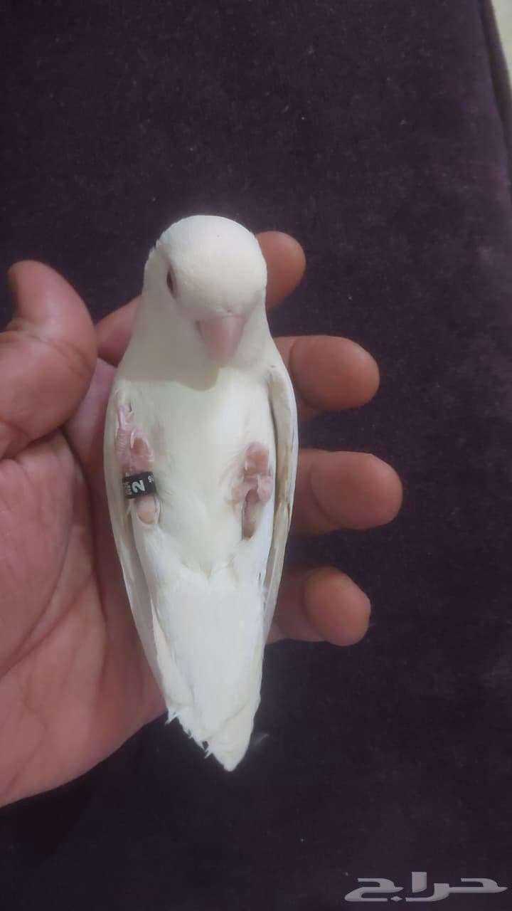 إعلان عرض للبيع أو البدل  طائر روز ألبينو أليف ومحجل64621192380930110