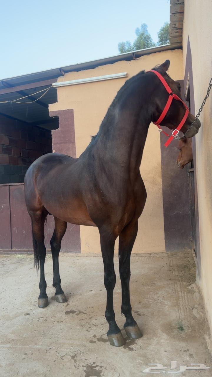 خيل للبيع64548800410626111