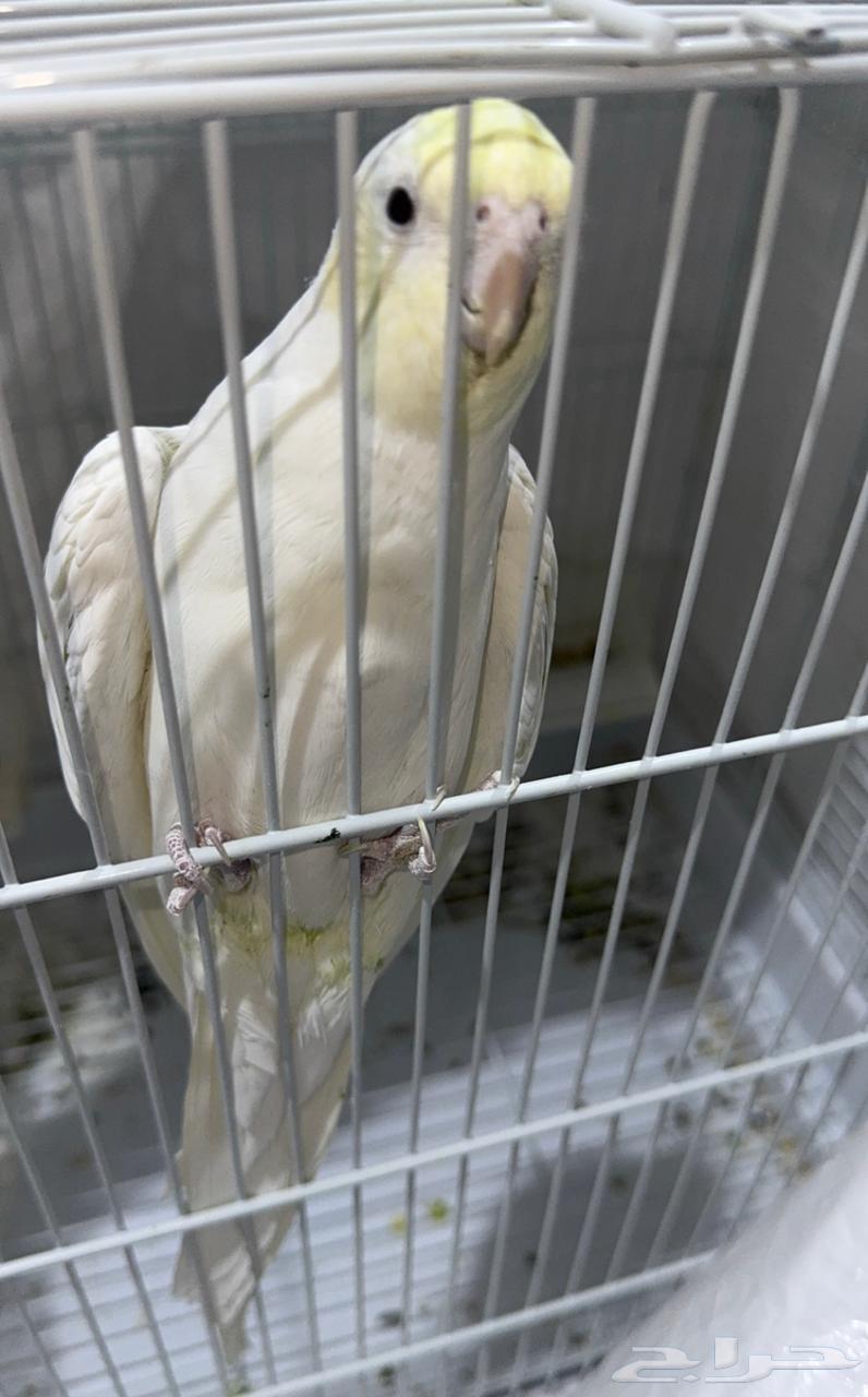 طير كروان البينو كريمي فيس صافي64620779894401112