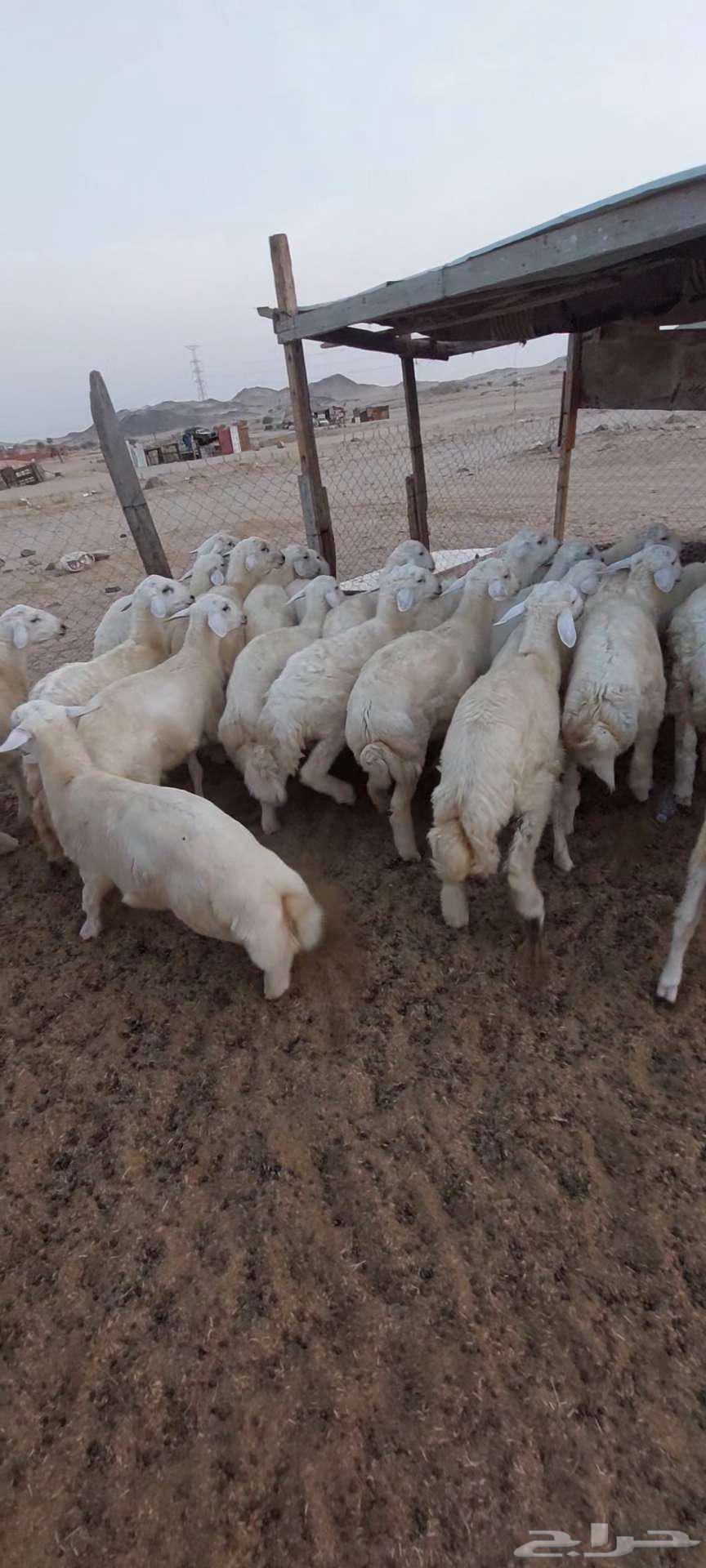 طليان مناسبات.تيوس ثلاجة منادي64619742367361111