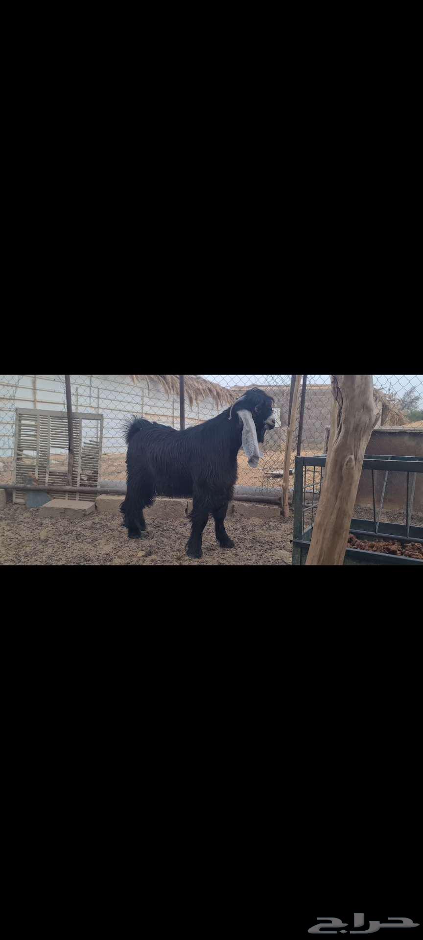 ( تم البيع ) جذع عارضي كفو منوة القناي جاهز للهداد.64623640193539111