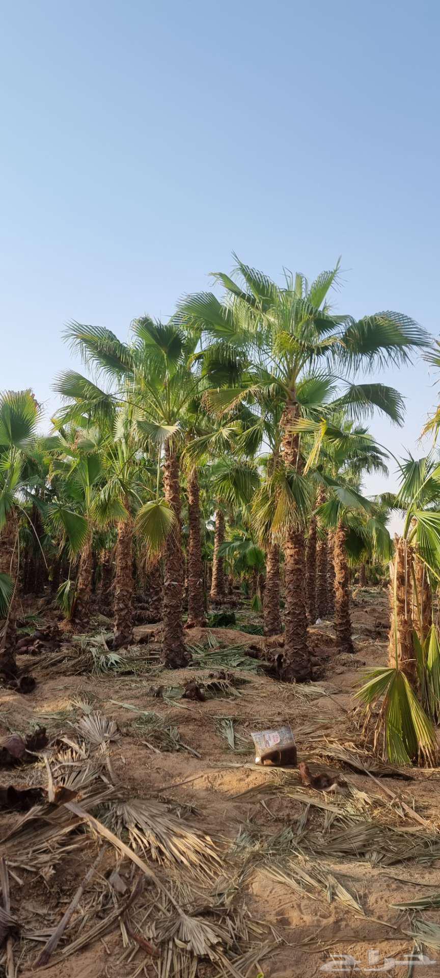 نخل واشنطني64624095078018110