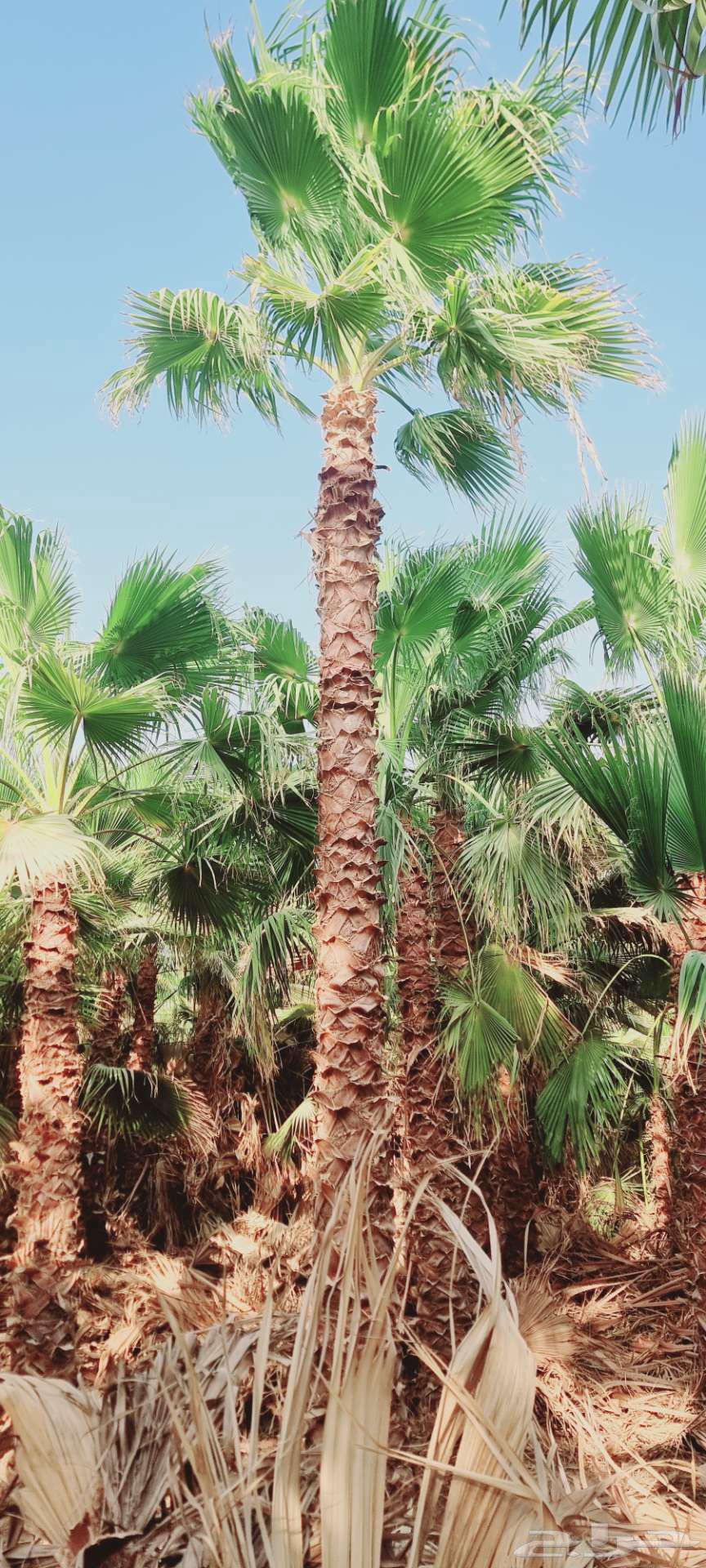 نخل واشنطني64624095078018111