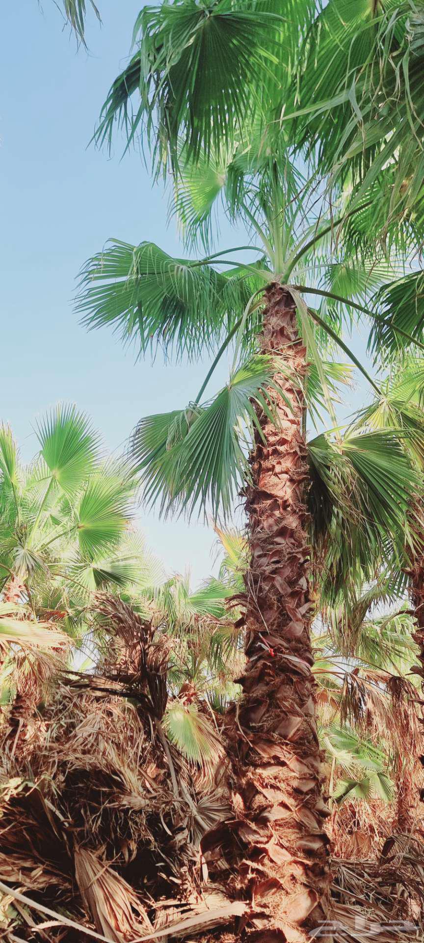 نخل واشنطني64624095078018112