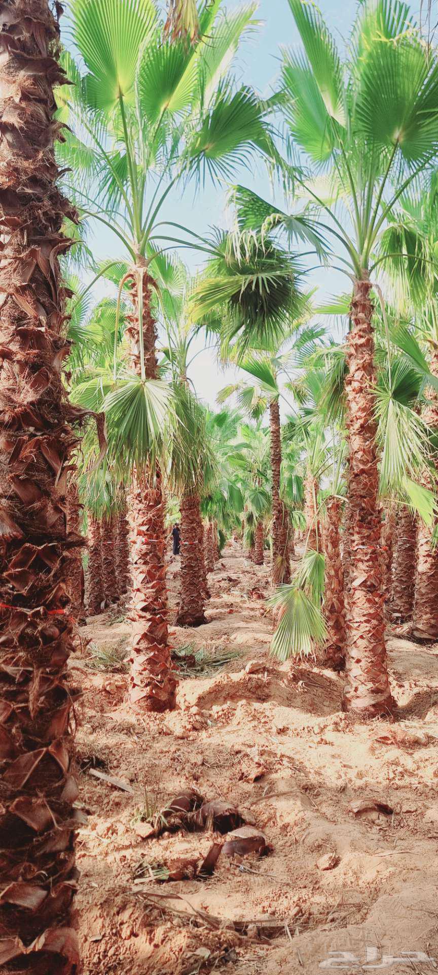 نخل واشنطني64624095078018114