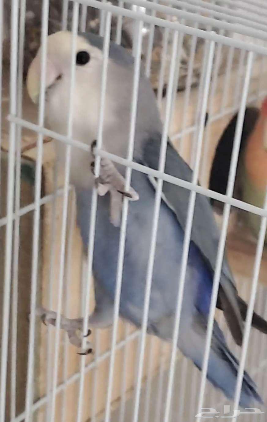 زوج روز سوبر سوبر سوبر جامبو64620154833794112