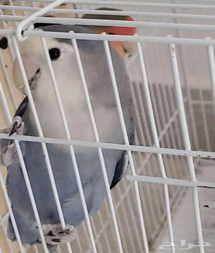 زوج روز سوبر سوبر سوبر جامبو64620154833794110