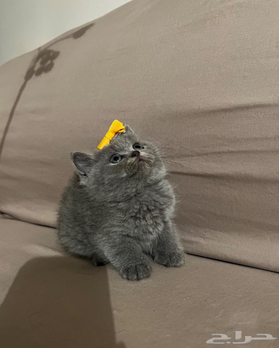 Scottish Straight Cat64618189791874110