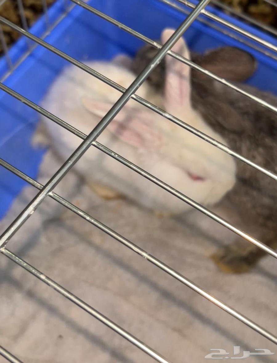 أرنبين أليفين للبيع فالمدينة64625282609537110