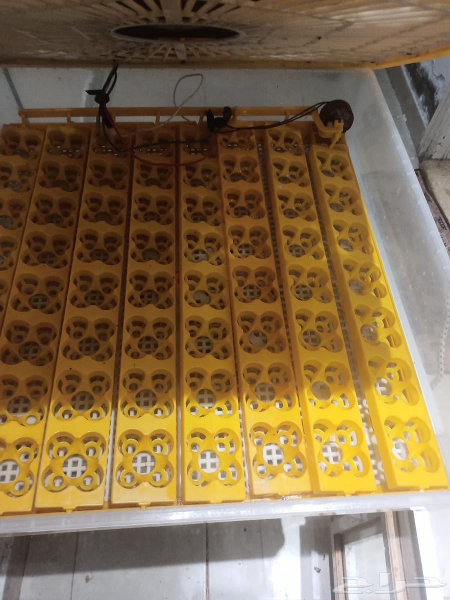 فقاسات للبيع أوتوماتيك64610530488450112