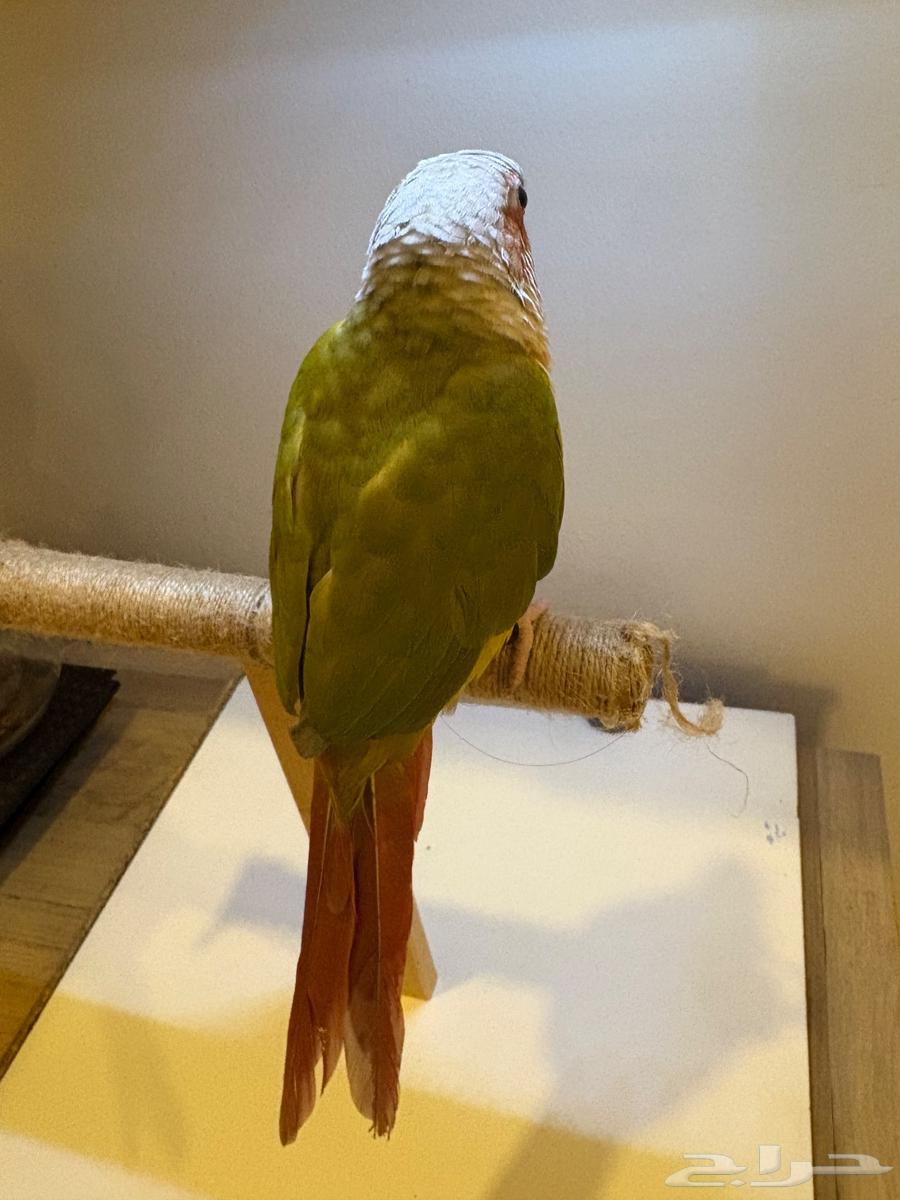 ببغاء كنيور أنناس أليف64619217181057113