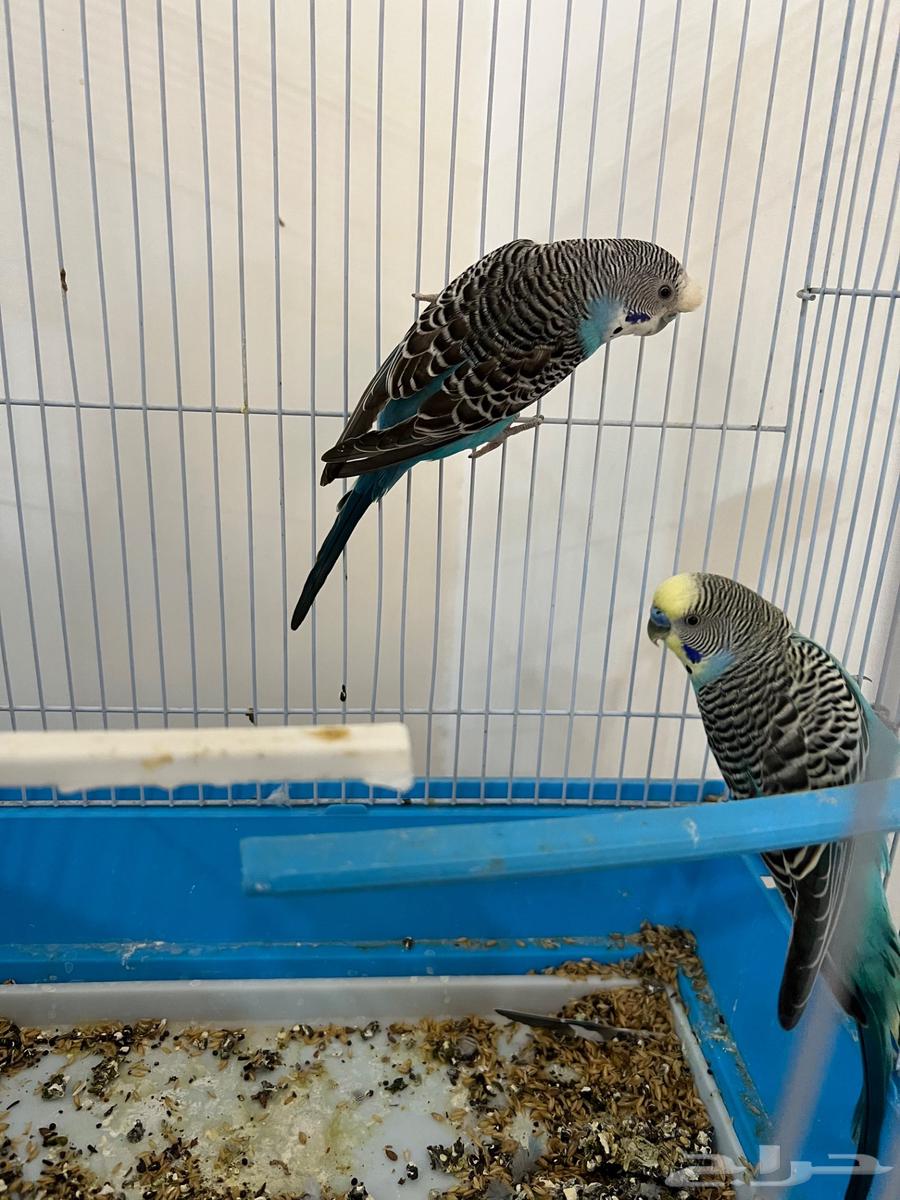 للبيع طيور حب64619717484034111