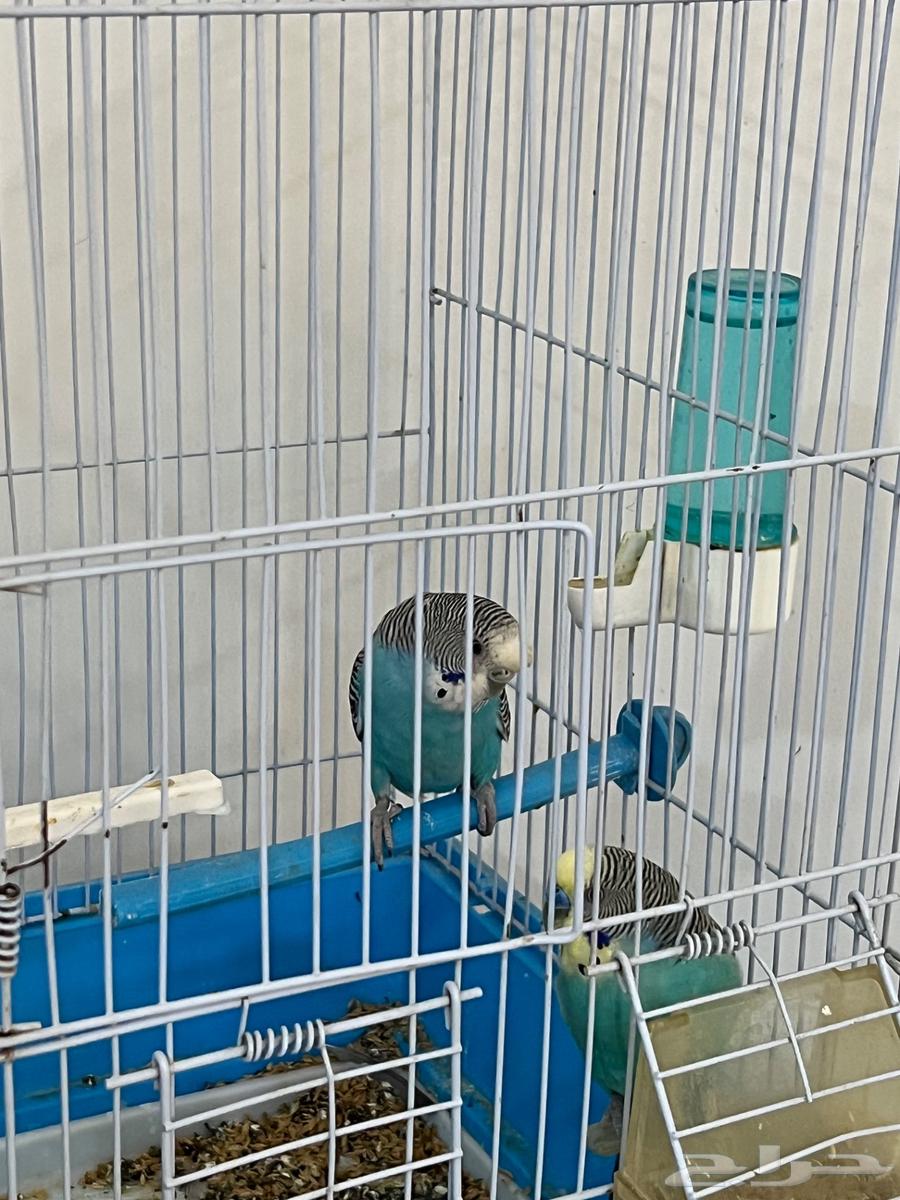 للبيع طيور حب64619717484034110