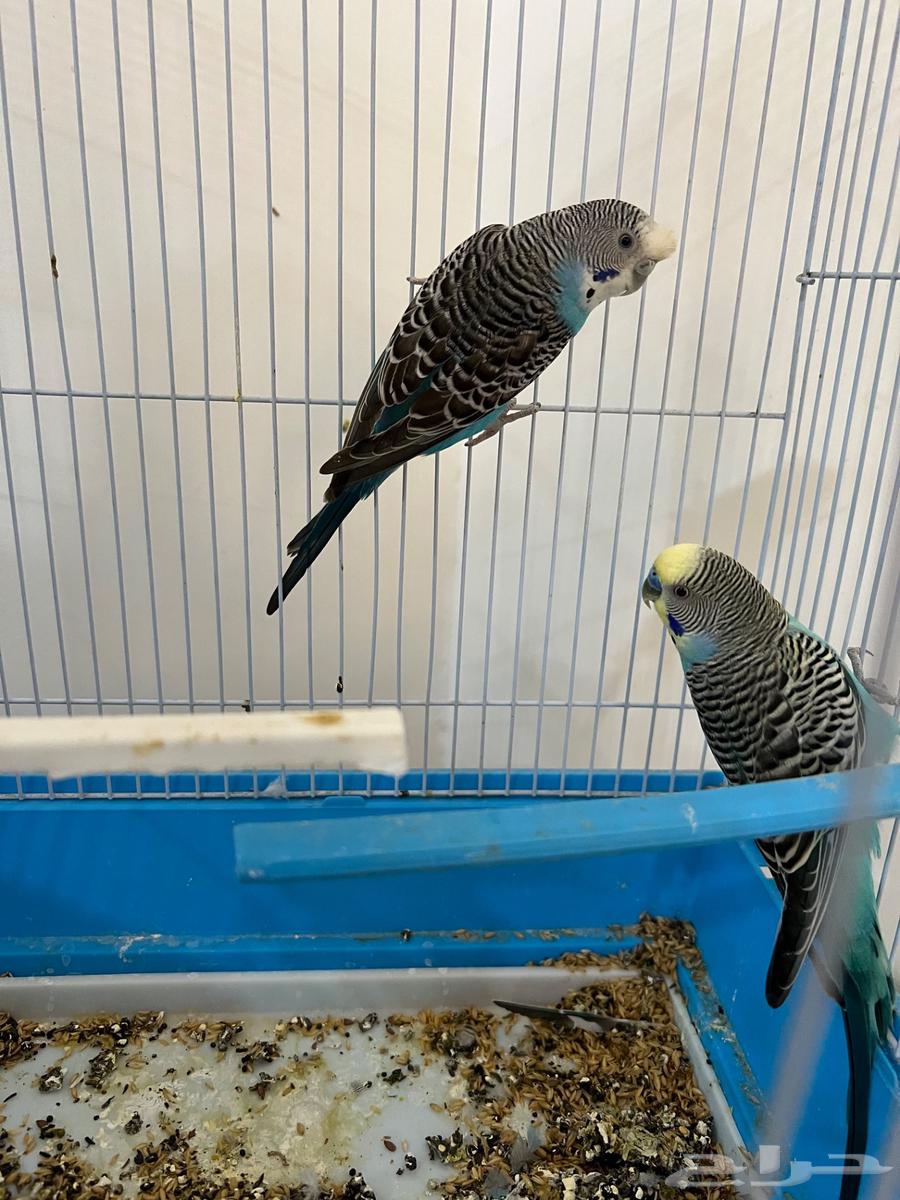 للبيع طيور حب64619717484034112