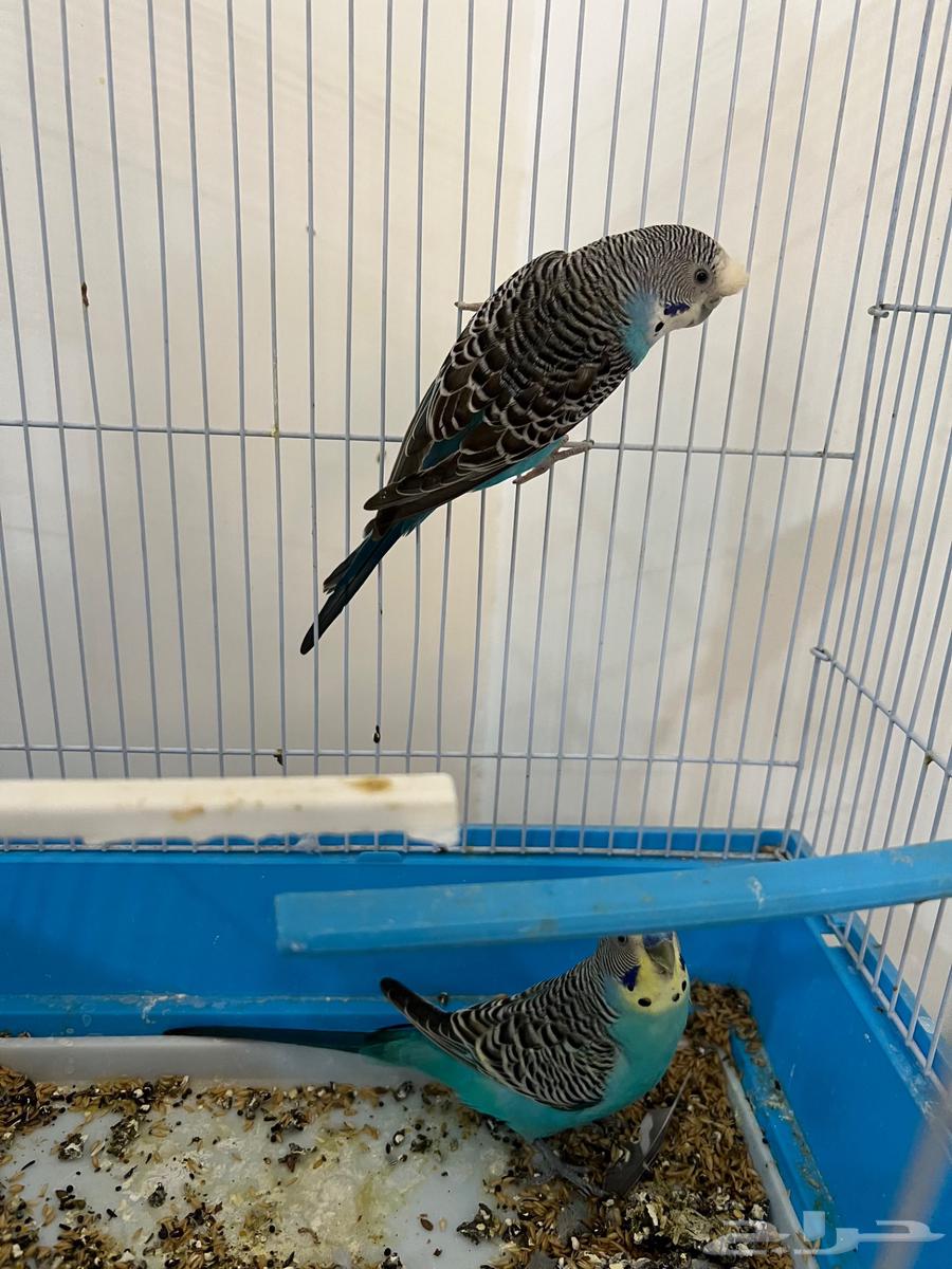 للبيع طيور حب64619717484034113