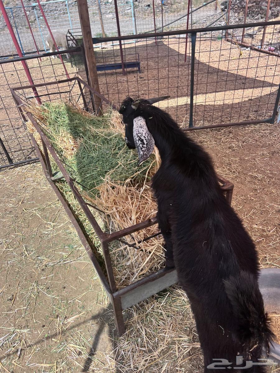 ذبايح طليان حريه للبيع وتيوس64574356056449111