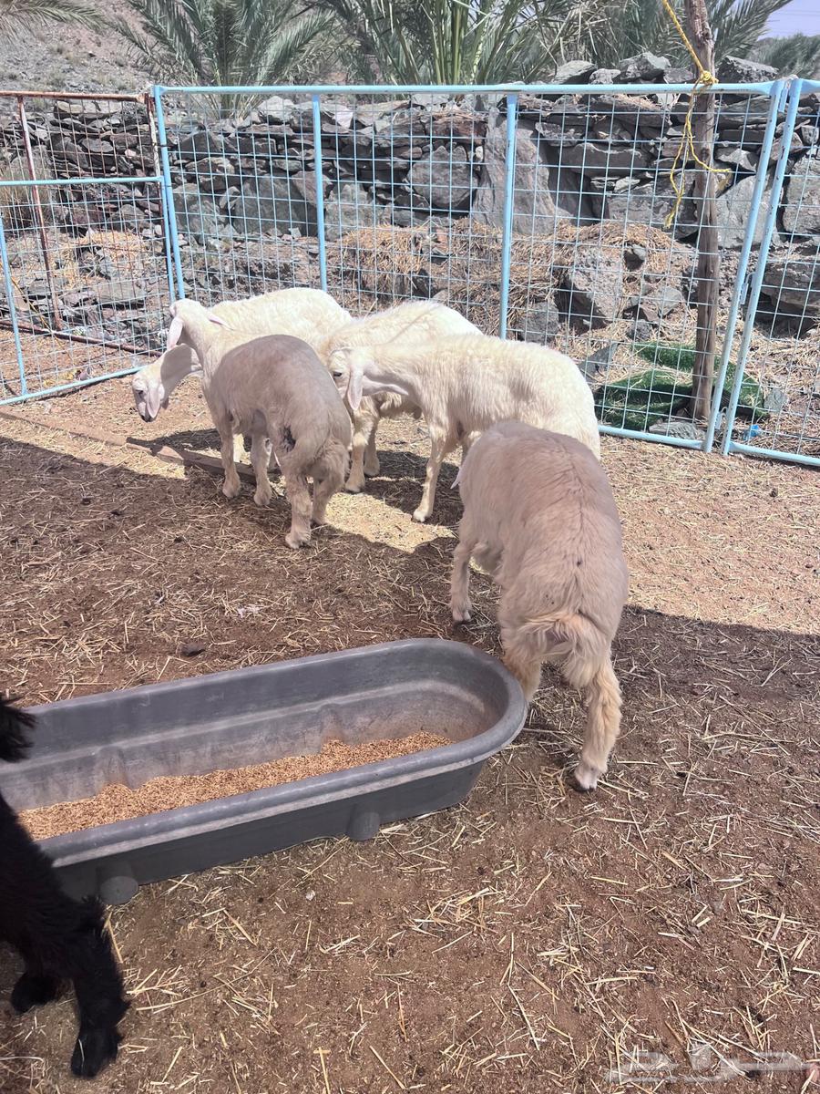 ذبايح طليان حريه للبيع وتيوس64574356056449113