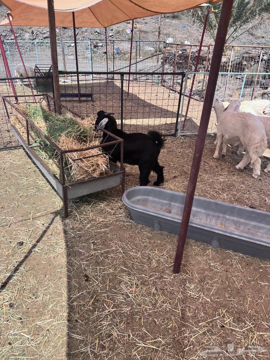 ذبايح طليان حريه للبيع وتيوس64574356056449112