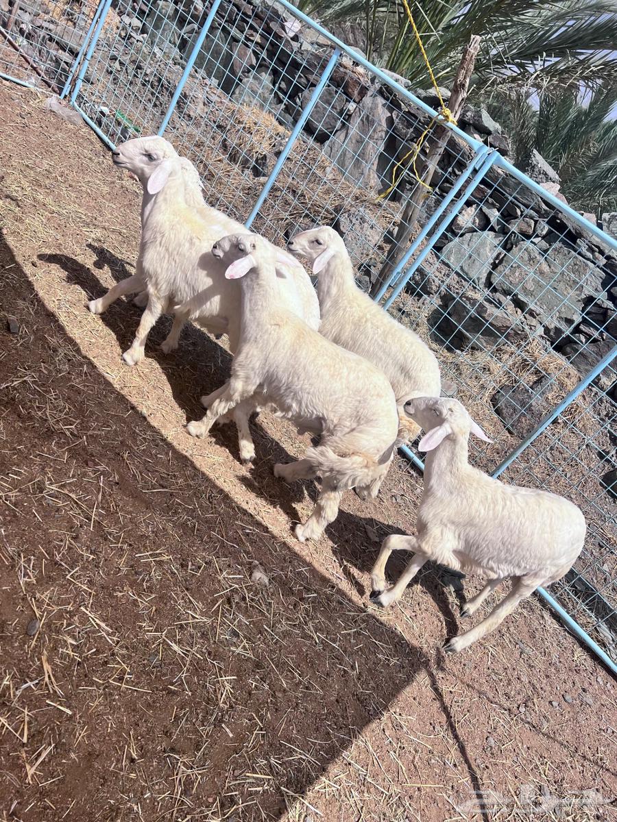 ذبايح طليان حريه للبيع وتيوس64574356056449110