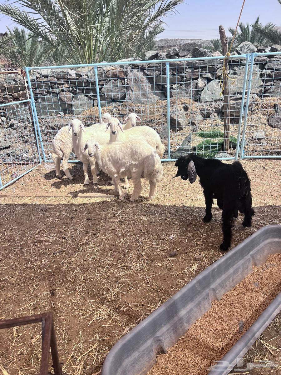 ذبايح طليان حريه للبيع وتيوس64574356056449114