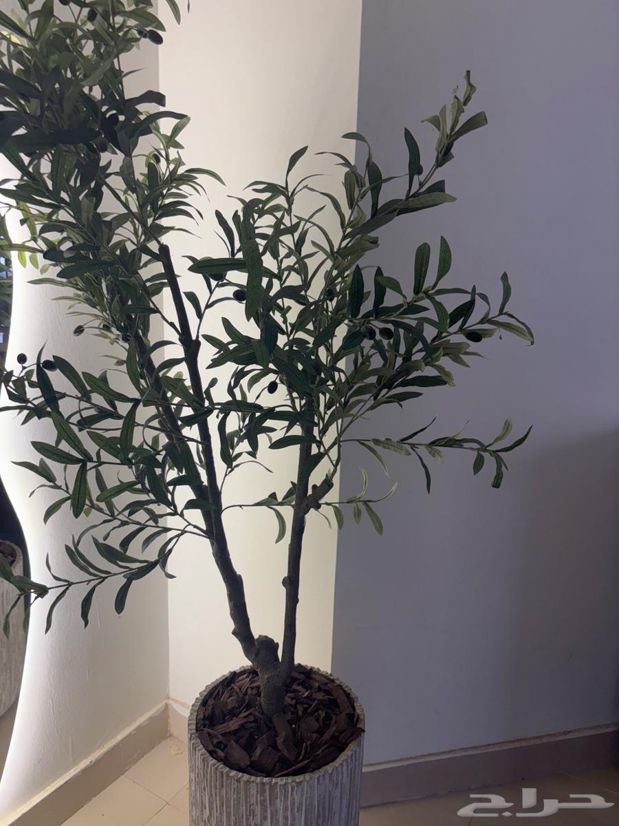 بدي أبيع شجرة زيتون64620442230019110