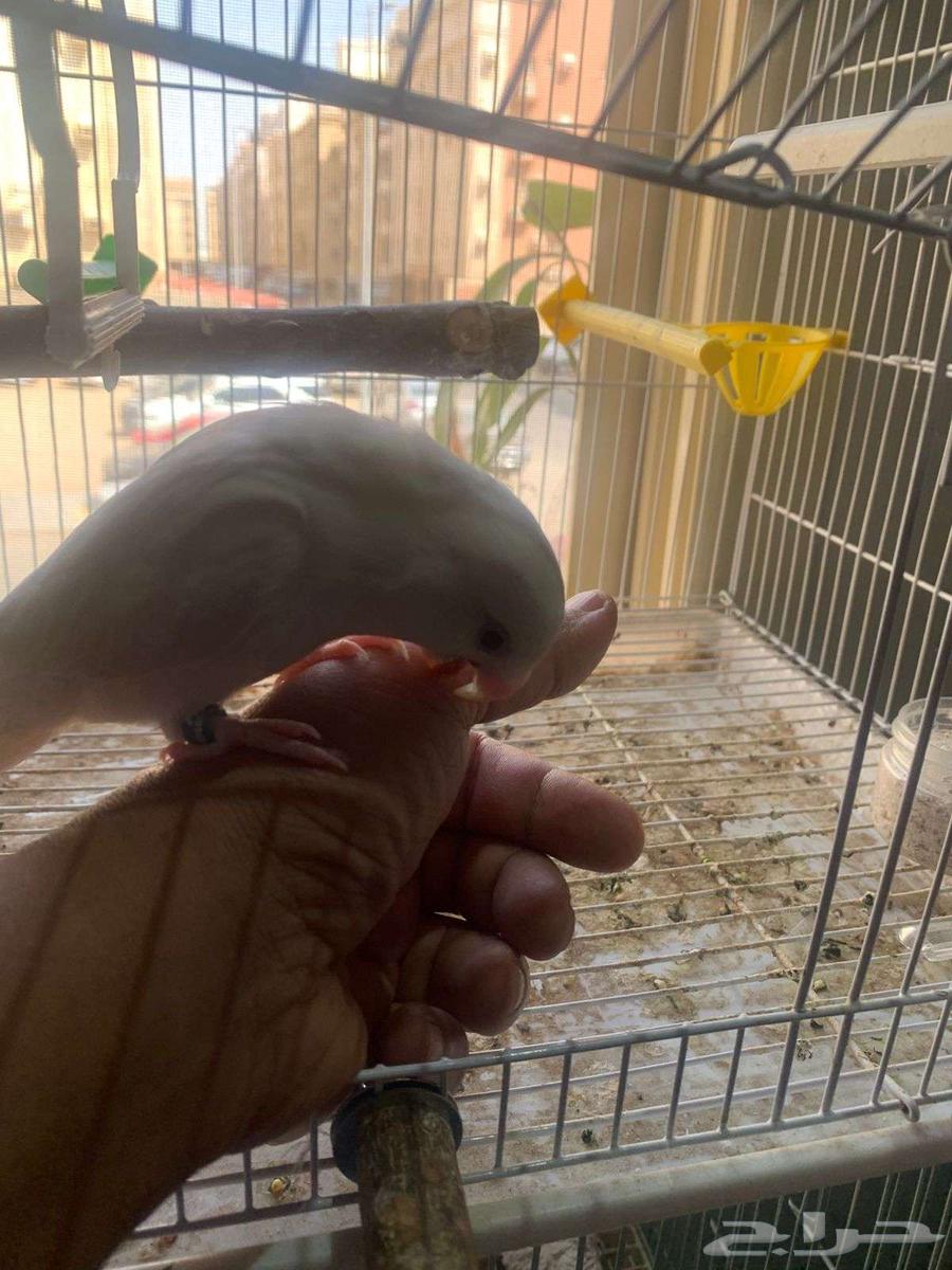 إعلان عرض للبيع أو البدل  طائر روز ألبينو أليف ومحجل64621192380930112